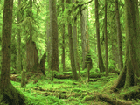 earth environment